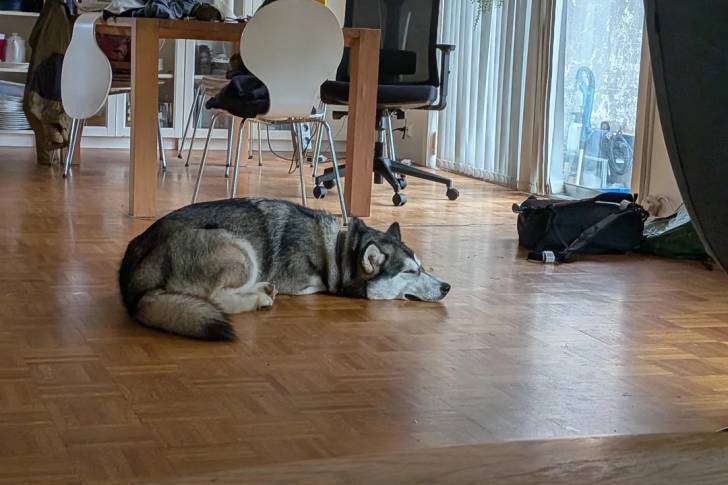 Un Malamute d'Alaska allongé dans un appartement et semblant dormir