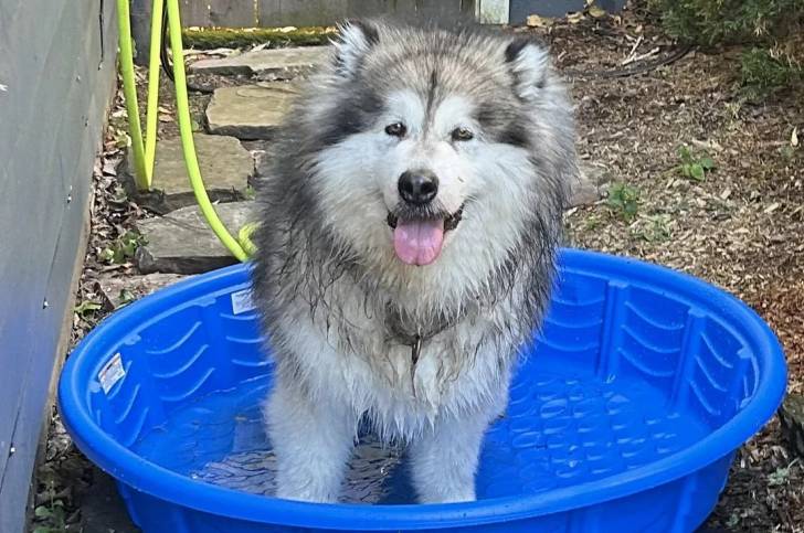 Un Malamute d'Alaska dans une bassine en plastique 