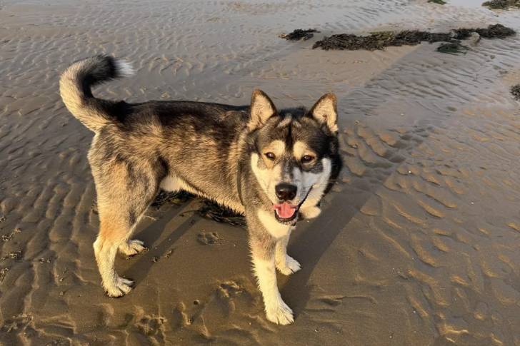 Un Malamute d'Alaska et ayant la gueule ouverte