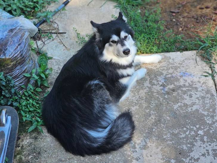 Un Malamute d'Alaska allongé et regardant vers la caméra
