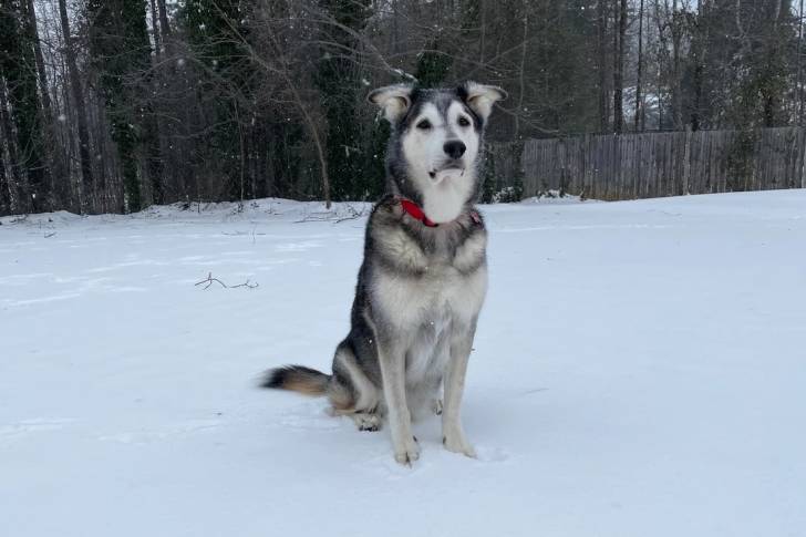 Un Malamute d'Alaska assis sur une surface enneigée
