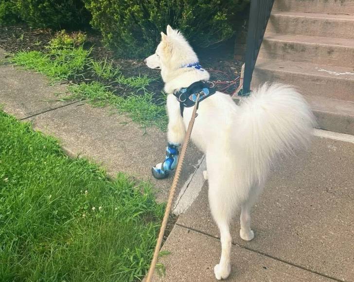 Un Malamute d'Alaska portant des bottes pour chien et tenu en laisse