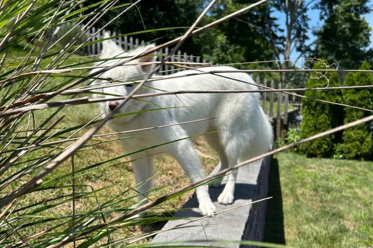 Un Malamute d'Alaska se tenant sur un muret derrière des fleurs