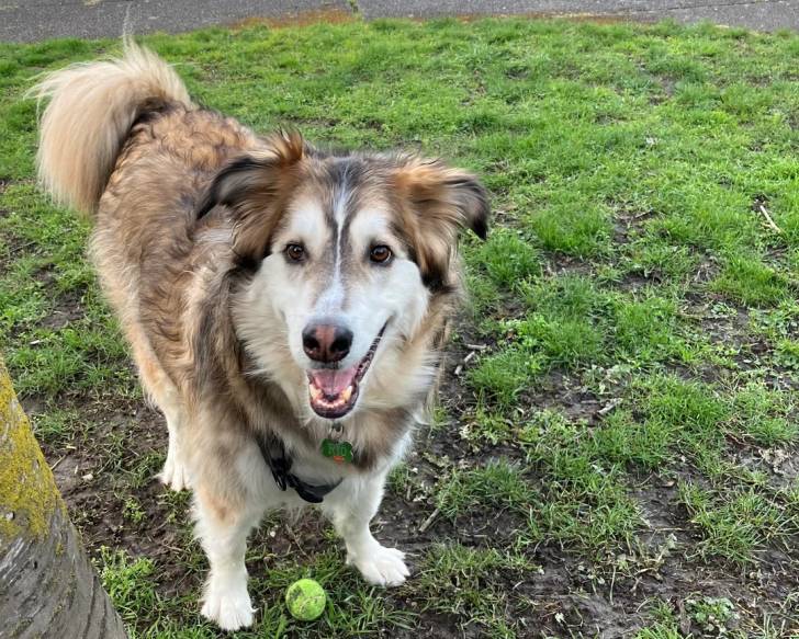 Un Malamute d'Alaska sur un terrain herbeux et portant un collier autour du cou