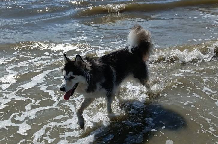 Un Malamute d'Alaska marchant dans l'eau
