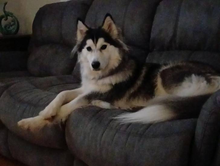 Un Malamute d'Alaska allongé sur un canapé
