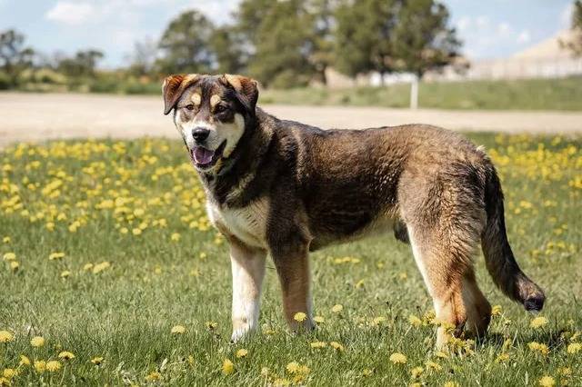 Un Malamute d'Alaska sur un terrain herbeux et ayant la gueule légèrement ouverte