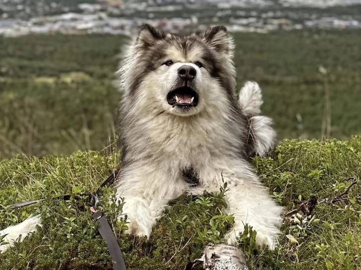 Un Malamute d'Alaska allongé sur un terrain herbeux et ayant la gueule ouverte