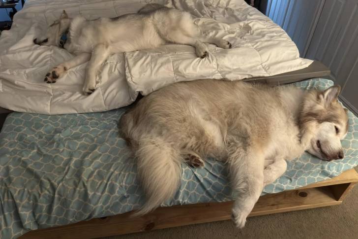 Deux Malamute d'Alaska allongés sur un lit