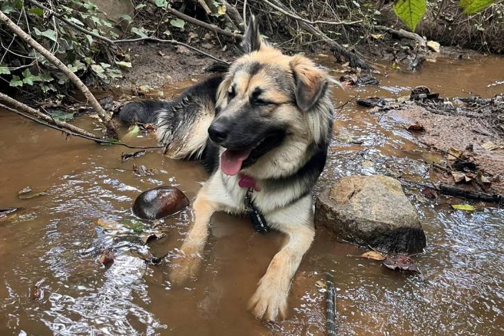 Un Malamute d'Alaska allongé dans l'eau et tirant la langue