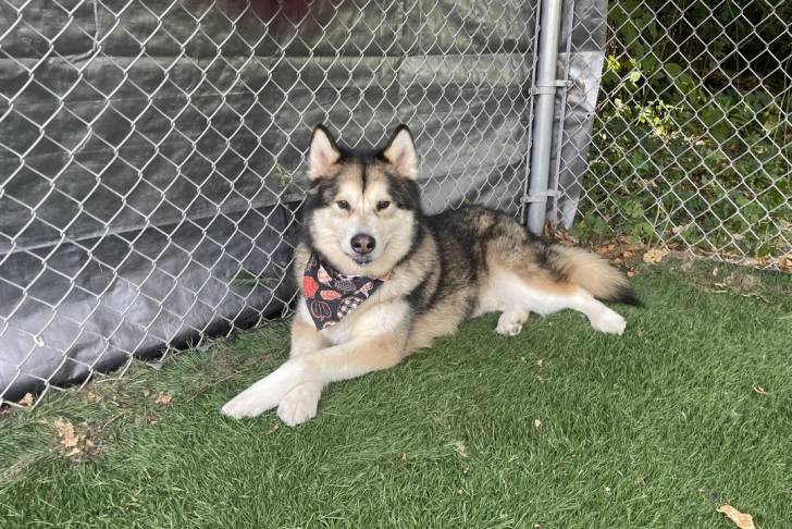 Un Malamute d'Alaska allongé sur une surface herbacée et portant un foulard autour du cou