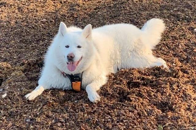 Un Malamute d'Alaska allongé sur une surface herbacée et portant un harnais