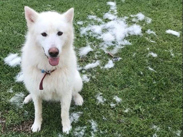 Un Malamute d'Alaska assis sur un terrain herbeux et portant un collier autour du cou