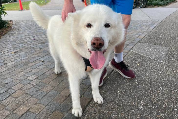 Un Malamute d'Alaska à côté d'une personne portant un harnais et tirant la langue