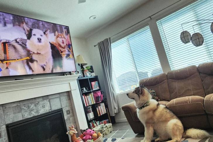 Un Malamute d'Alaska assis dans un appartement portant un collier autour du cou et suivant la télé