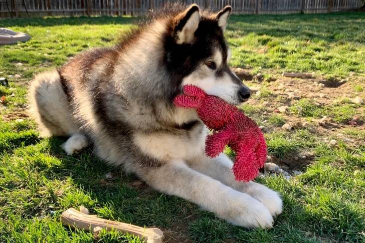 Un Malamute d'Alaska assis sur un terrain herbeux et tenant un doudou dans sa gueule 