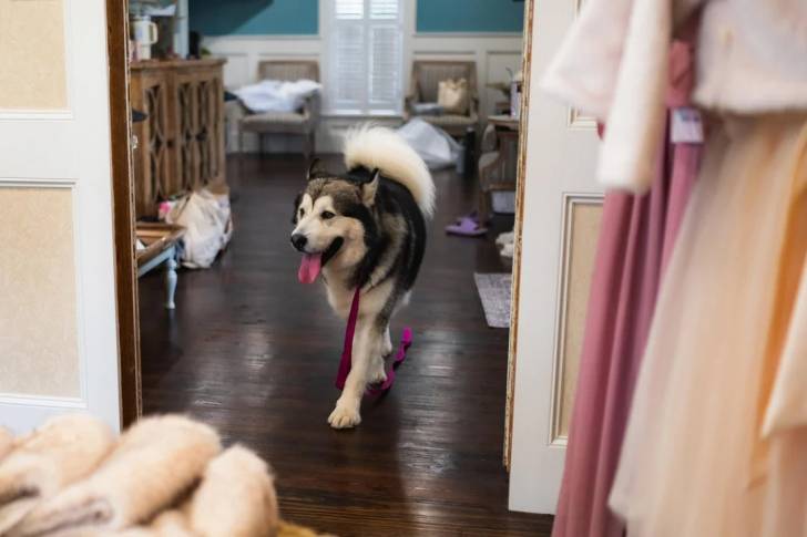 Un Malamute d'Alaska marchant dans un appartement 