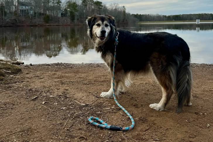 Un Malamute d'Alaska se tenant sur une surface sableuse