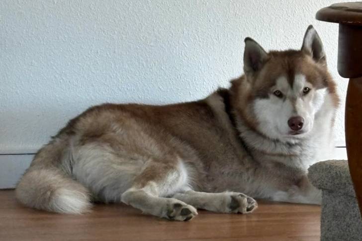 Un Malamute d'Alaska allongé sur un plancher en bois et regardant vers la caméra