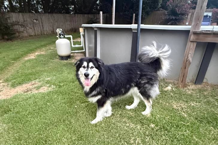 Un Malamute d'Alaska sur un terrain herbeux