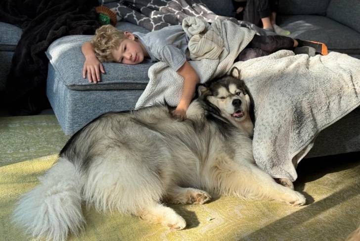Un Malamute d'Alaska allongé au chevet d'un petit garçon