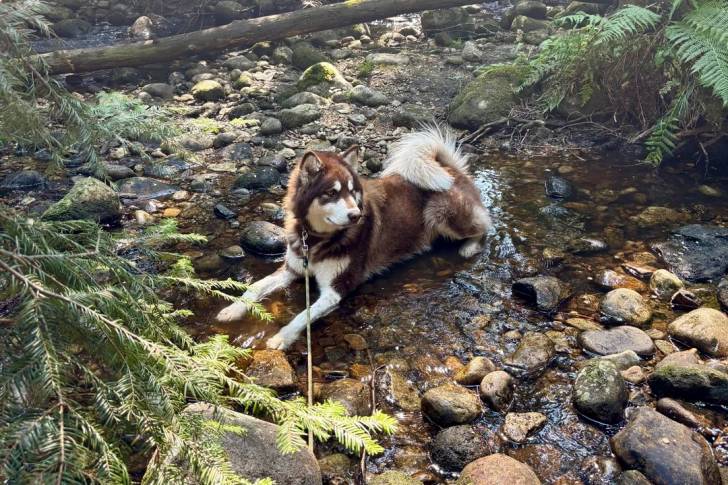 Un Malamute d'Alaska allongé sur des pierres