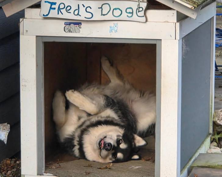 Un Malamute d'Alaska allongé dans une cage