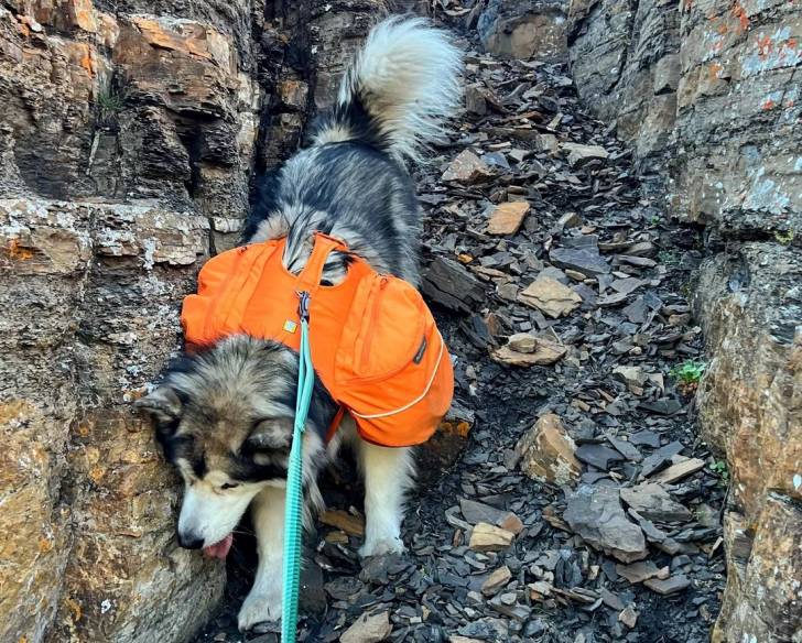 Un Malamute d'Alaska marchant sur un sentier
