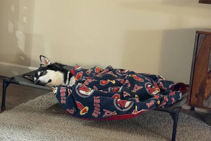 Un Malamute d'Alaska allongé sur un brancard et recouvert d'un pagne