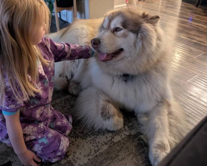 Un Malamute d'Alaska allongé dans un appartement à côté d'une petite fille
