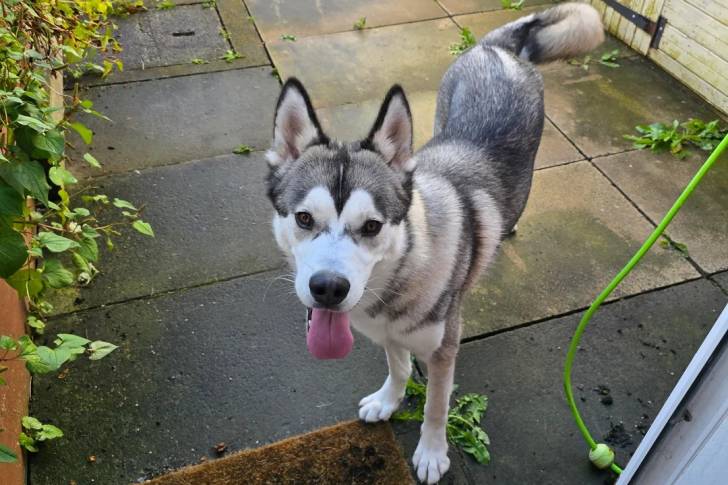 Un Malamute d'Alaska sur une terrasse et tirant la langue