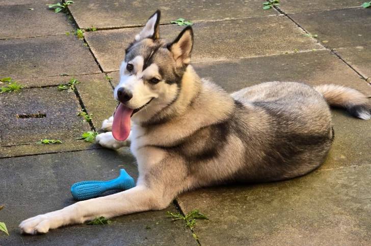 Un Malamute d'Alaska allongé et tirant la langue