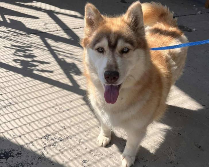 Un Malamute d'Alaska tirant la langue et tenu en laisse
