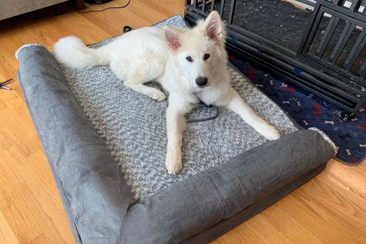 Un Malamute d'Alaska allongé sur un petit lit  et regardant vers la caméra