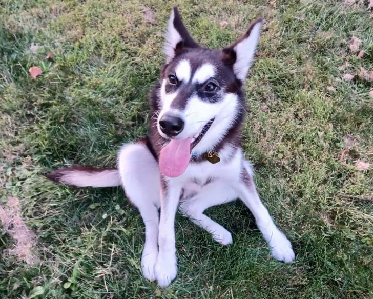 Un Malamute d'Alaska assis sur un terrain herbeux et tirant la langue