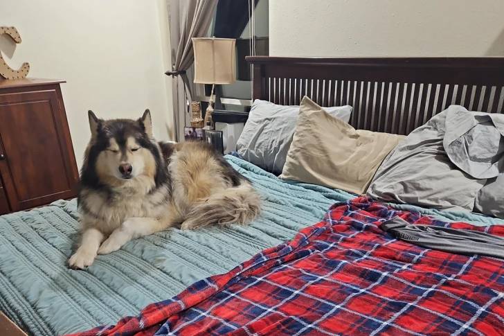 Un Malamute d'Alaska allongé sur un lit