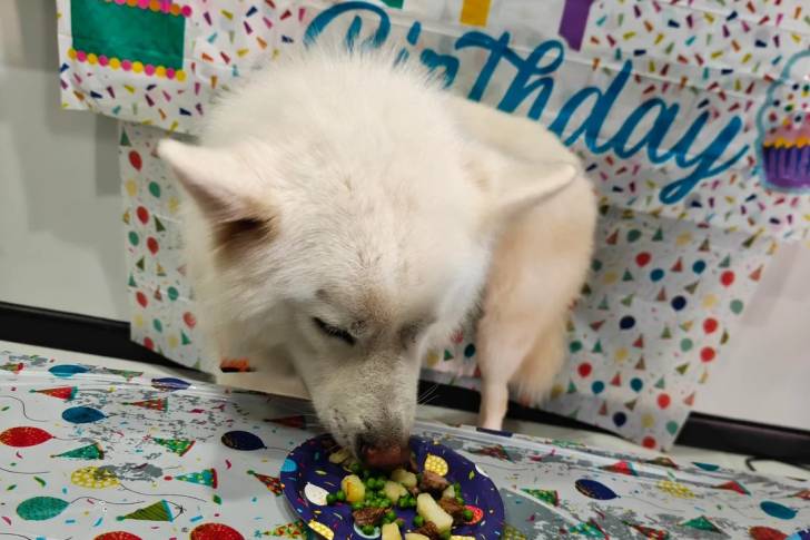 Un Malamute d'Alaska mangeant dans une assiette