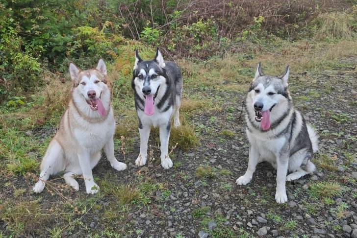 Trois Malamute d'Alaska sur un terrain herbeux