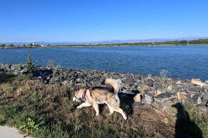 Un Malamute d'Alaska marchant sur un terrain herbeux et tenu en laisse