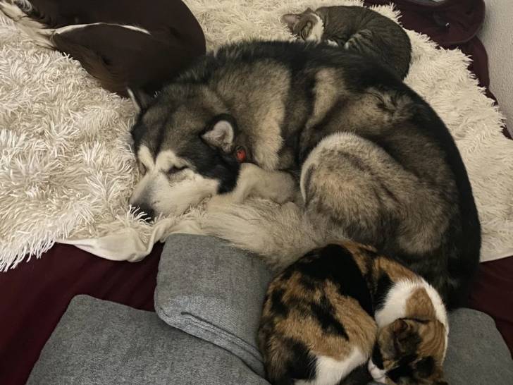 Un Malamute d'Alaska allongé au milieu de certains animaux 