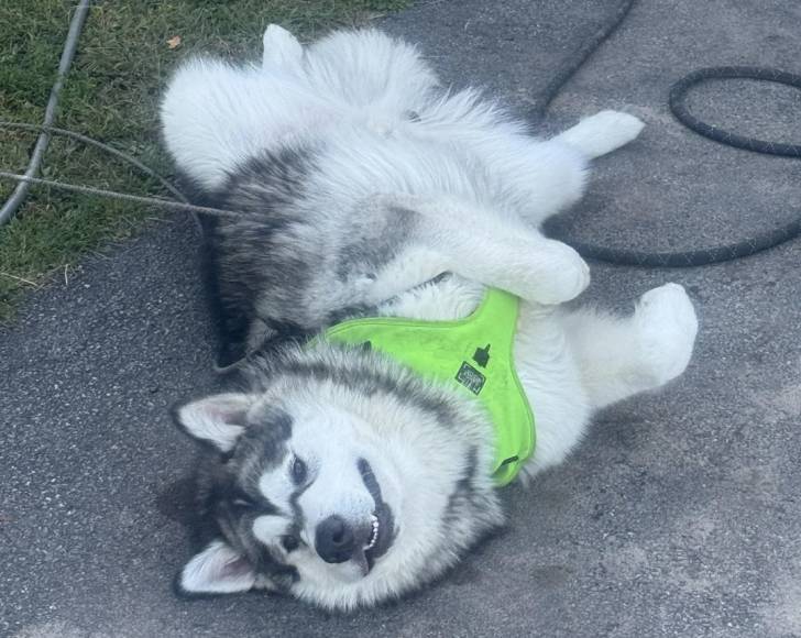 Un Malamute d'Alaska allongé de dos sur le sol et portant un harnais