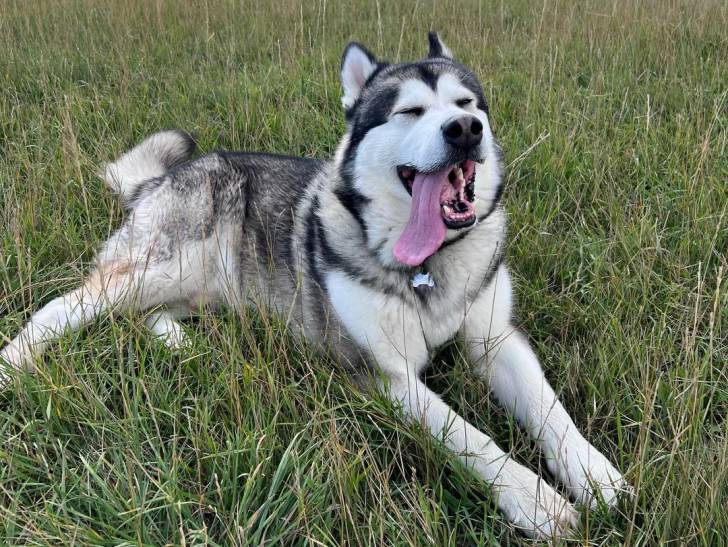 Un Malamute d'Alaska allongé sur un terrain herbeux et tirant la langue