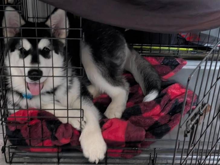 Un Malamute d'Alaska allongé dans une cage