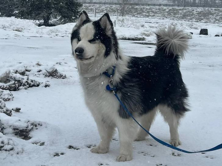 Un Malamute d'Alaska tenu en laisse sur une surface enneigée