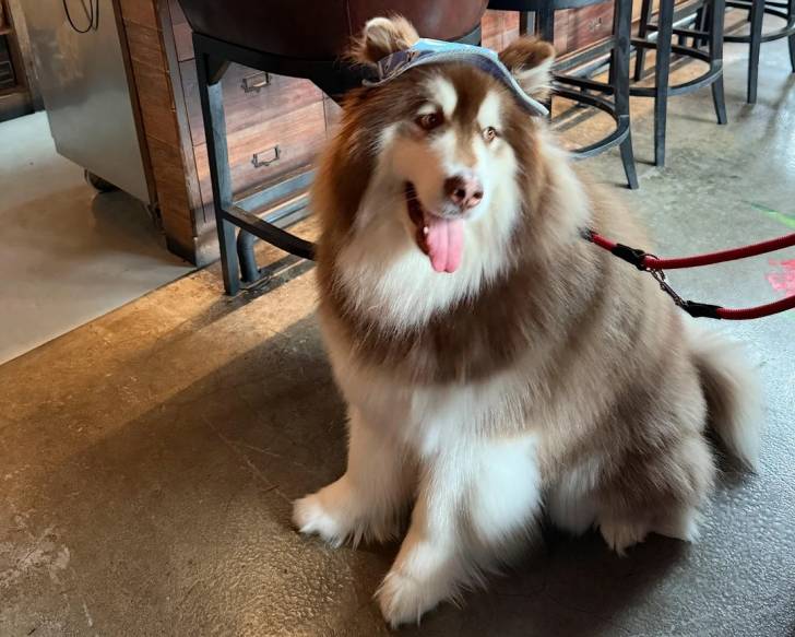 Un Malamute d'Alaska assis et tenu en laisse