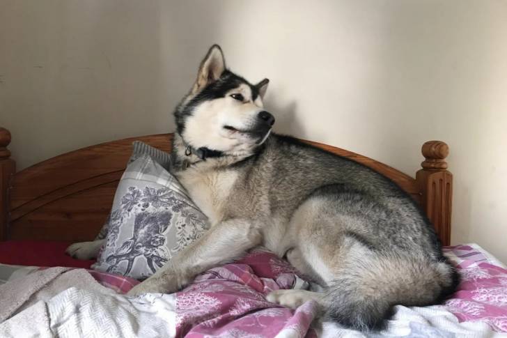 Un Malamute d'Alaska allongé sur un lit et portant un collier autour du cou