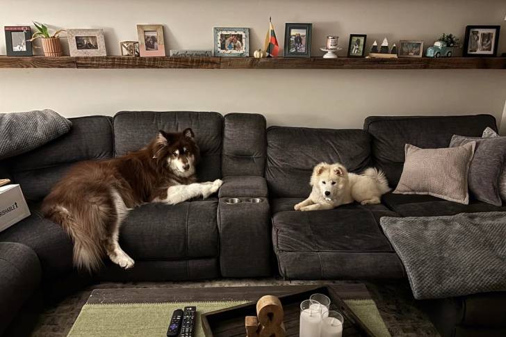 Deux Malamute d'Alaska allongés sur un canapé