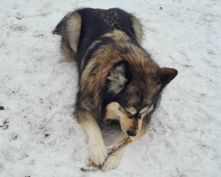 Un Malamute d'Alaska allongé sur une surface enneigée