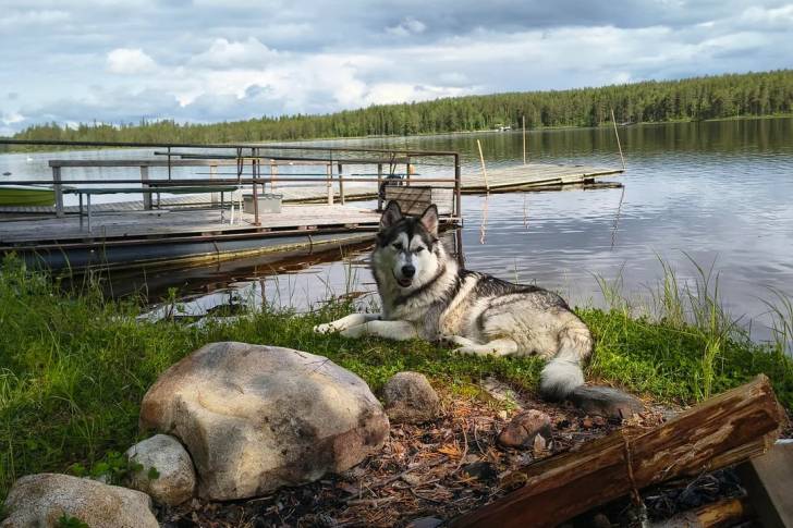 Un Malamute d'Alaska allongé sur un terrain herbeux