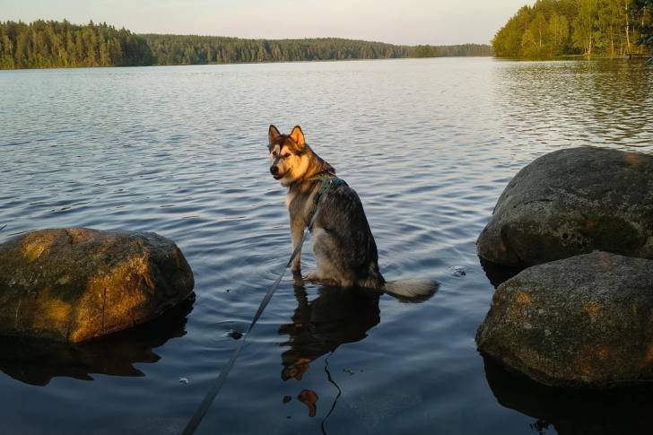 Un Malamute d'Alaska assis dans l'eau et tenu en l'air